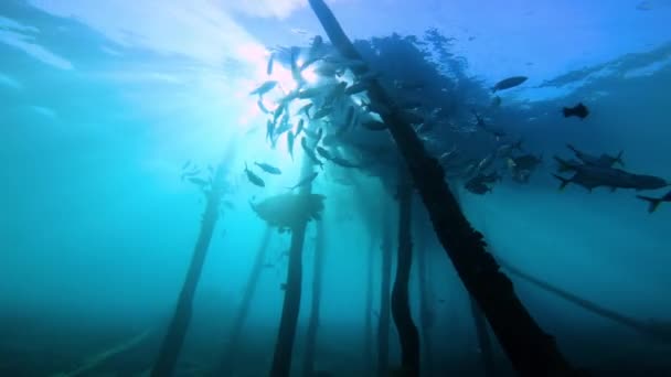 一组挂在古老木制码头下的鱼的轮廓 用太阳光射广角镜头 — 图库视频影像