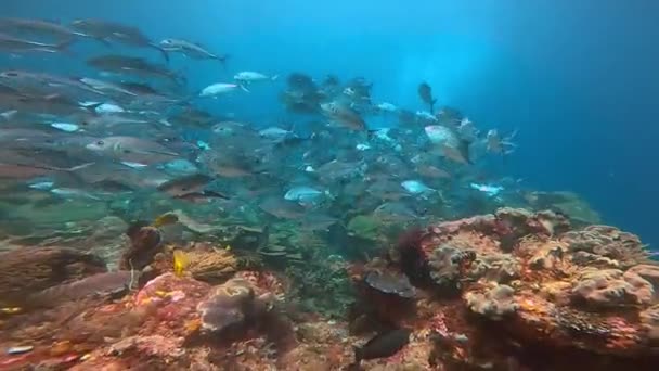 Uma Enorme Escola Jaqueta Prata Nadando Recife Coral Indonésia Câmera — Vídeo de Stock