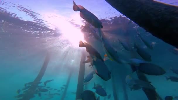模式化的鱼接近相机与阳光束和Jetty的背景 水晶般清澈的蓝色热带水域 — 图库视频影像