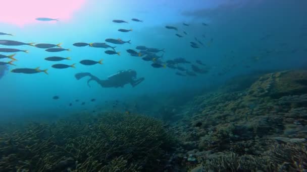 Subacqueo Sta Immergendo Con Molti Pesci Cima Una Barriera Corallina — Video Stock