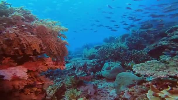 Imágenes Raras Tiburón Nadador Raja Ampat Indonesia — Vídeos de Stock