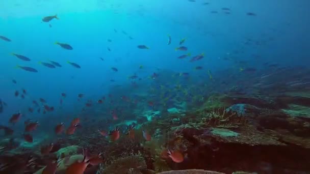 Balık Dolu Bir Resif Yere Yakın Nadir Görülen Bir Wobbegong — Stok video