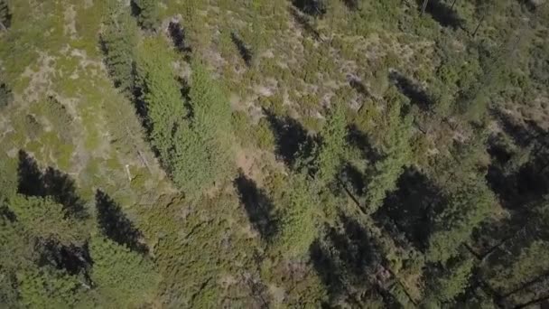 Drone Flying Pine Trees Forest — Stock Video