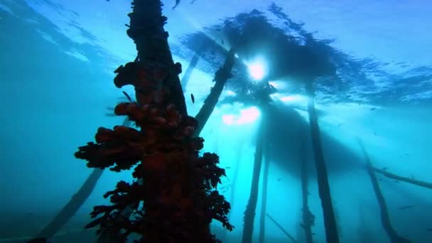 Langzaam Onder Water Glijden Naar Links Onder Een Oude Houten — Stockvideo