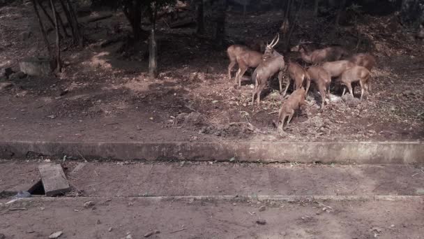 Group Deer Eating Next Sidewalk Malaysia Asia — Stock Video