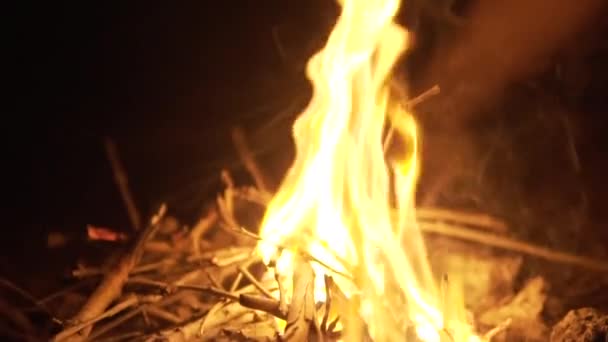 Κοντινό Πλάνο Της Άγριας Φωτιάς Στη Μέση Του Δάσους Νύχτα — Αρχείο Βίντεο