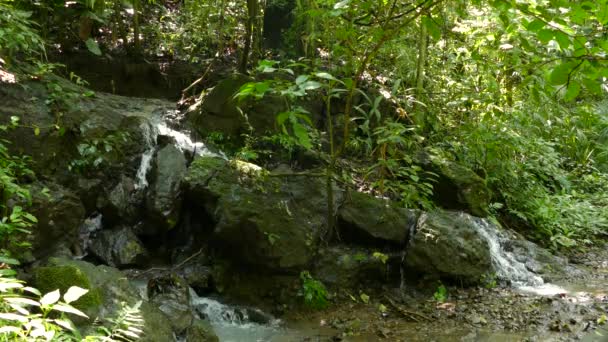 Stone River Borns Lush Rainforest — Stock video