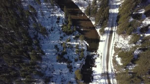 Wonderful View Forest Full Pine Trees River Daytime Aerial Shot — Wideo stockowe