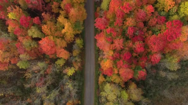 Floresta Incrível Outono Colorido Por Vermelhos Vívidos Rosas Com Estrada — Vídeo de Stock