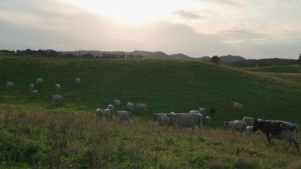 Organically Raised Cattle Walk Graze Rolling Hills Northern Wisconsin Slow — Stock Video