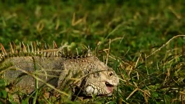 Iguana Fűben Táplálkozik Kisétál Keretből — Stock videók