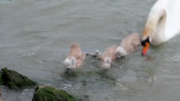 Swan Baby Swans Swimming Windy Lake — Αρχείο Βίντεο