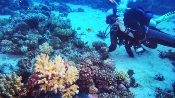 Diver Admiring Clown Fish Amazing Coral Reef — Stockvideo