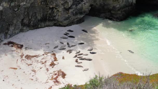 Ultra Slow Motion Shot Seals Beach China Cove Point Lobos — Stock Video