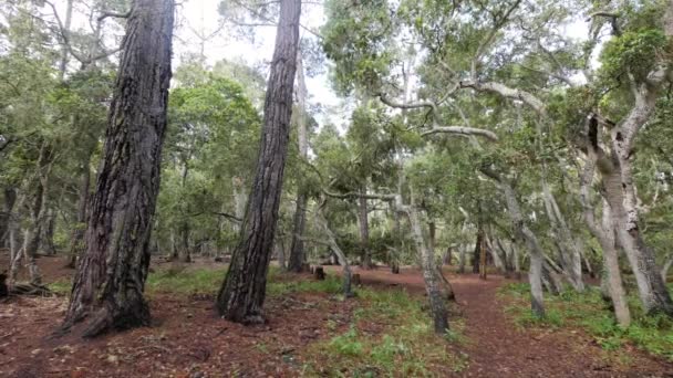 Powolny Ruch Ujęcia Drzew Lesie Jasny Dzień — Wideo stockowe