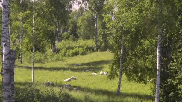 Birkák Egy Zöld Nyári Legelőn Svédországban — Stock videók