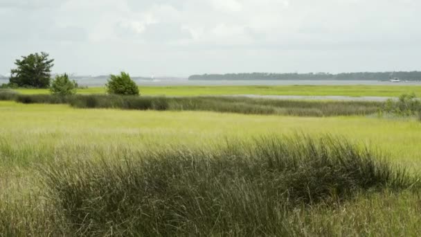 Dancing Marsh Grass Van Winderige Dag Buurt Van Rivier Static — Stockvideo