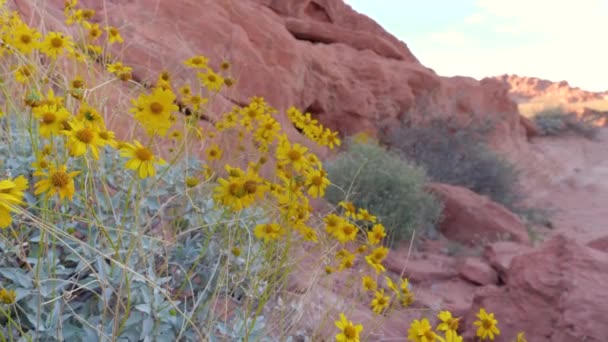 Повільна Зйомка Жовтих Весняних Квітів Закривають Камеру Червоного Ландшафту Парку — стокове відео