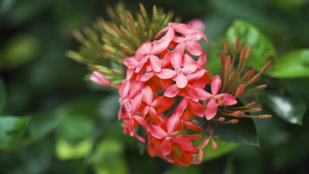 Red Jungle Geranium Flower Light Breeze Lush Greenery — 图库视频影像