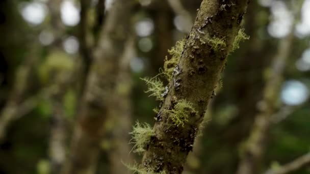 Zavřít Záběr Detailů Větve Stromu Přírodě — Stock video