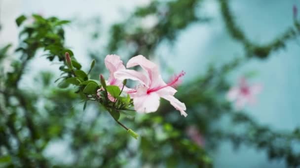 Pink Hibiscus Flower Flowing Wind — Αρχείο Βίντεο