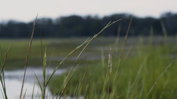 Marsh Grass Close Luz Mañana Temprano Estático — Vídeo de stock