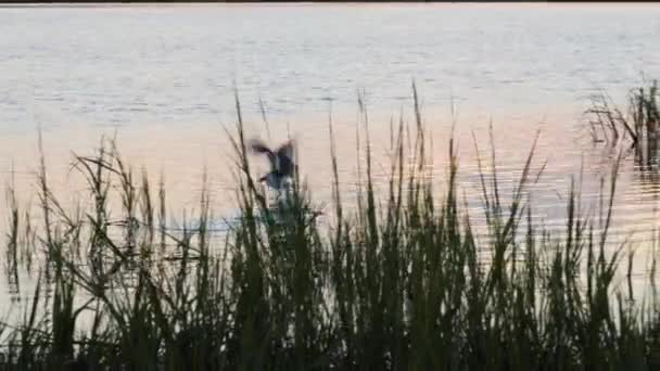 Uccello Afferra Pesce Lascia Cadere Mentre Vola Alba — Video Stock