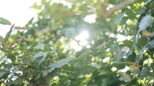 Światło Słoneczne Przebija Liście Drzew — Wideo stockowe