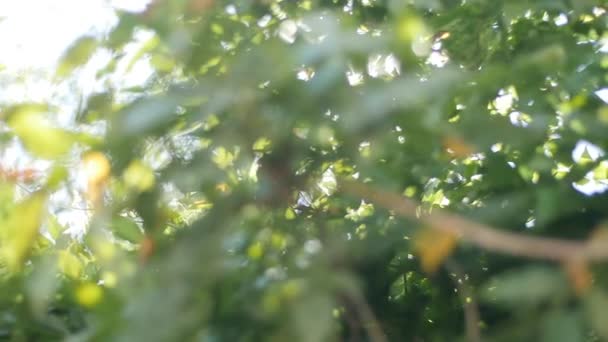 Φως Του Ήλιου Διαπερνά Φύλλα Δέντρων — Αρχείο Βίντεο