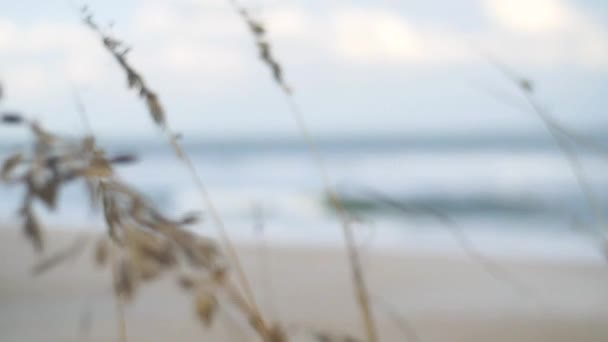 Grandes Balancements Herbe Plage Que Les Vagues Océan Écrasent Arrière — Video