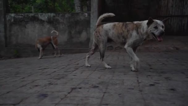 Zbłąkane Psy Chodzą Ulicach Szukając Jedzenia Wody Upalny Dzień — Wideo stockowe