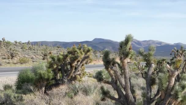 Κάκτοι Οδικώς Την Ηλιόλουστη Μέρα Στο Red Rock Canyon National — Αρχείο Βίντεο