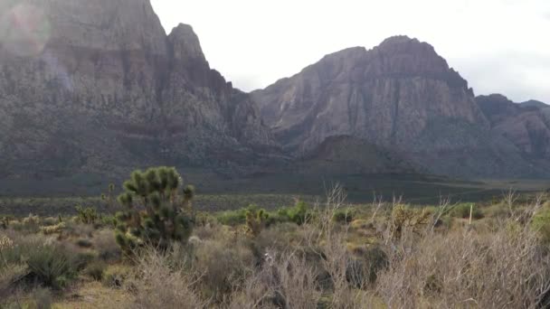 Planten Kliffen Red Rock Canyon National Conservation Area Nevada Usa — Stockvideo