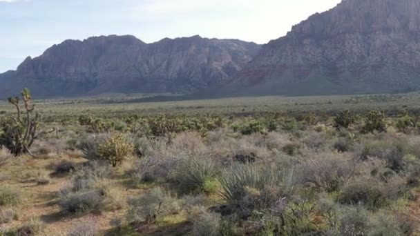Landschap Met Cactussen Buurt Van Red Rock Canyon National Conservation — Stockvideo
