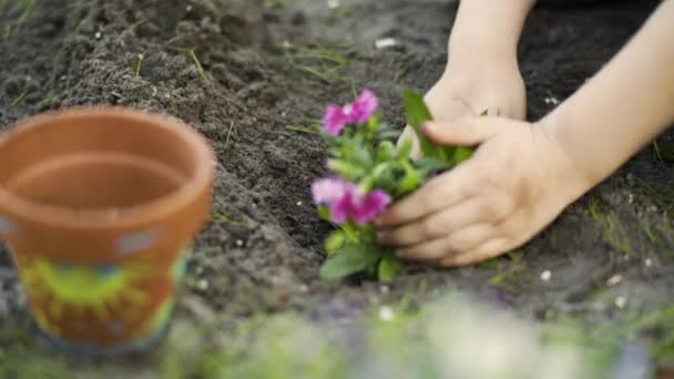 Pequena Menina Planta Flor Sua Mãe Começa Ajudar Close — Vídeo de Stock