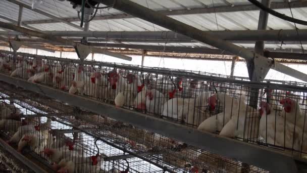가금류의 새들은 농업의 농장에서 모은다 회사를 소규모 우리에 먹이를 기다리고 — 비디오