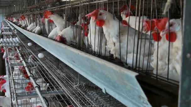 Close Tiro Aves Capoeira Ovos Celeiro Gaiolas Agrícolas Galinhas Galinhas — Vídeo de Stock