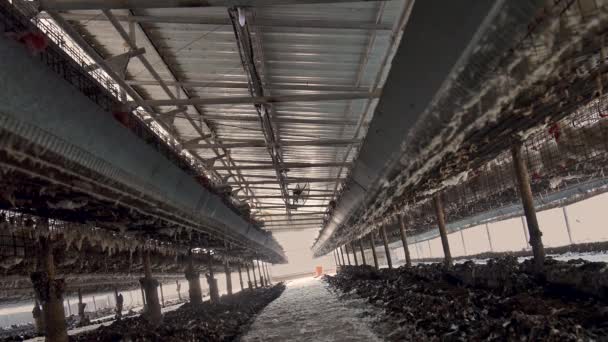 Pollo Coop Tiro Largo Huevo Granero Ganzing Esperando Ser Alimentado — Vídeo de stock