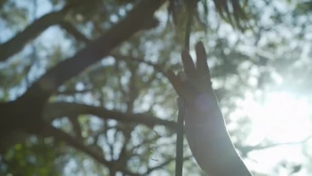 Női Kéz Érzékien Mozog Lefelé Szőlő Erdőben Napkitörés Közelkép — Stock videók
