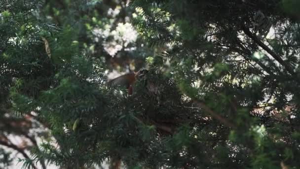 Madre Robin Cámara Lenta Alimentando Sus Dos Pájaros Bebé Gusano — Vídeos de Stock