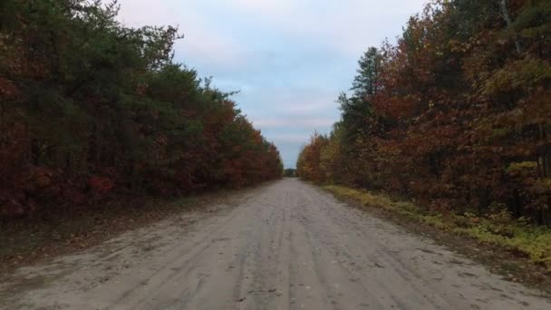 Drone Moving Forward Dirtroad Lifting Rows Trees — Stock Video