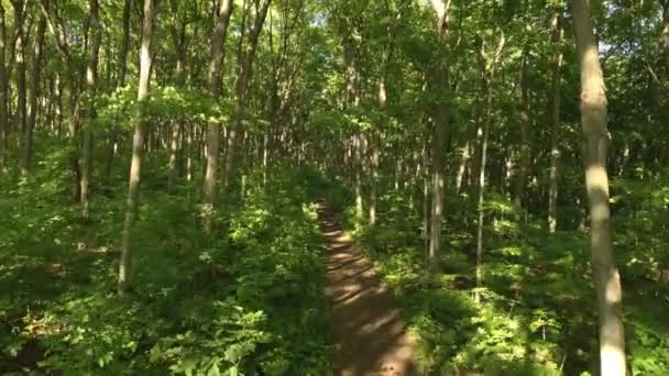 Потрясающий Лес Летом Просматривается Беспилотником Медленно Поднимающимся Движущимся Вперед — стоковое видео