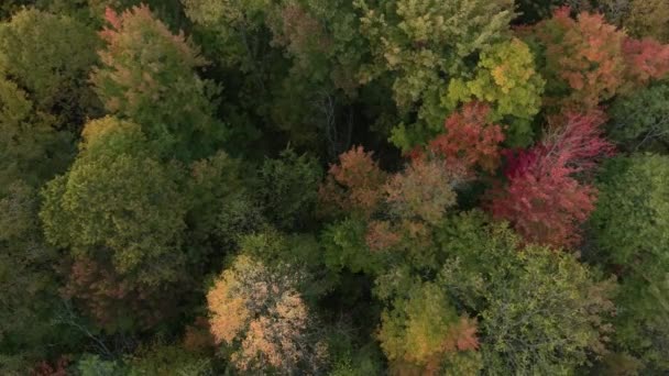 Dron Létající Nad Hlavou Pěkného Lesa Několika Barvami Podzimní Sezóny — Stock video