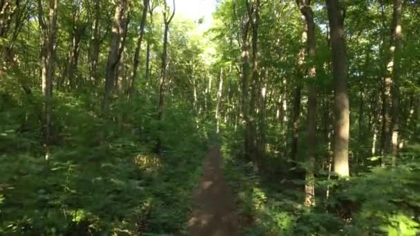 Drone Che Vola Verso Alto Sentiero Nella Foresta Con Tutta — Video Stock