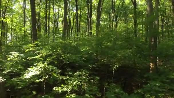 Very Tall Broadleaf Deciduous Trees Seen Drone Flying Sideways Forest — Stock Video