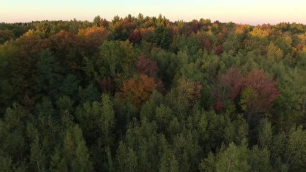 Vue Aérienne Dessus Une Jolie Forêt Aube Soleil Brille Sur — Video