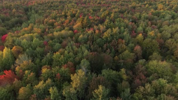 Metsän Yläpuolella Näkymä Alkusyksystä Kuvattiin Drone Hitaasti Eteenpäin — kuvapankkivideo