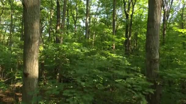 北半球の木の森の木々の間をゆっくりと上昇し飛んでいくドローン — ストック動画