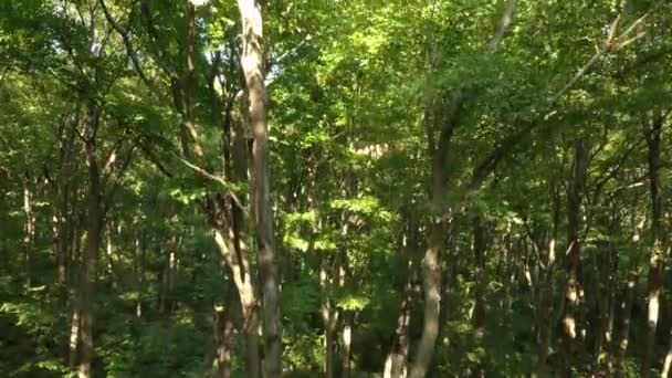 Cool Shot Drone Flying Upwards Forest Breaking Tree Canopy Show — 비디오