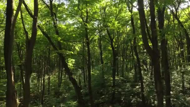 Drone Vliegen Naar Beneden Naar Het Pad Het Zonnige Bos — Stockvideo